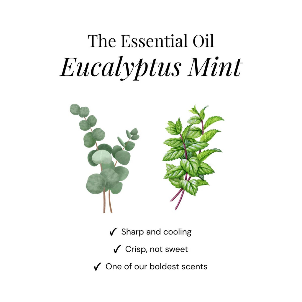 Eukalyptus-Dusch-Duftkissen – 15 Stück