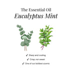 Eukalyptus-Dusch-Duftkissen – 15 Stück